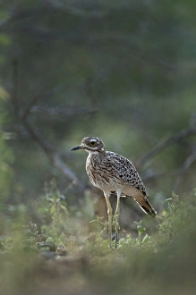 Spotted Thicknee Burhinus capensis Kenya
