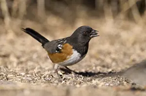 New Mexico Prints: Spotted Towhee Pipilo maculatus New Mexico USA January