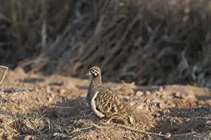 Pigeon Prints: Squatter Pigeon Geophaps scripta Queensland Australia