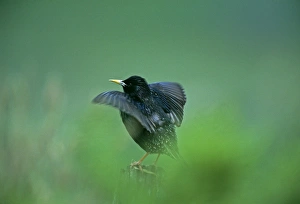 Starling, Sturnus vulagaris, displaying on post, close to nesting colony, Shetland Starling, Sturnus vulagaris, displaying on post, close to nesting colony, Shetland