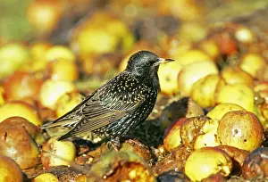 Sturnus Vulgarus Prints: Starling, Sturnus vulagaris, feasting on fallen apples in orchard, Kent, UK