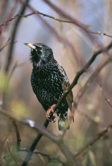 Starling Prints: Starling, Sturnus vulgaris, adult in winter, UK