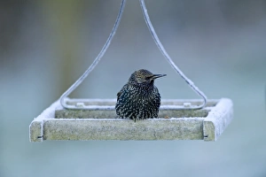 Starling Sturnus vulgaris on bird table on frosty morning Kent UK winter Starling Sturnus vulgaris on bird table on frosty morning Kent UK winter