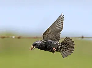 Starling Prints: Starling Sturnus vulgaris carrying food to nest Shetland summer