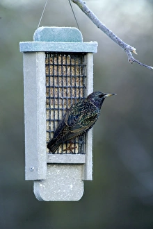 Starling Sturnus vulgaris on fat feeder in garden Kent winter Starling Sturnus vulgaris on fat feeder in garden Kent winter