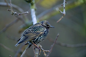 Starling Prints: Starling Sturnus vulgaris Kent winter