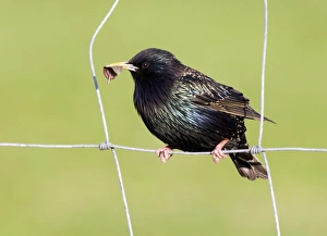 Starlings Sturnus vulgaris UK May