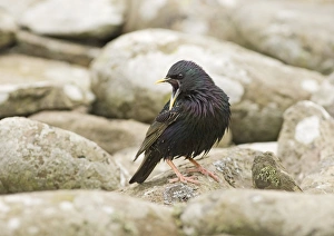 Starling Prints: Starling Sturnus vulgarus calling at nest UK summer