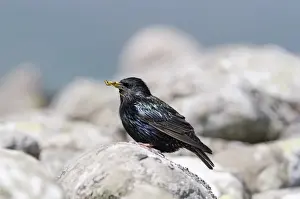 Sturnus Vulgarus Prints: Starling Sturnus vulgarus carrying food to nest Shetland June