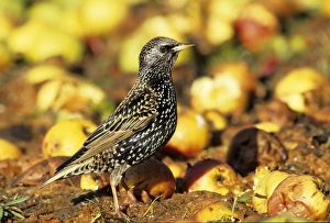 Starling Sturnus vulgarus feeding on windfall apples in garden in orchard Kent autumn Starling Sturnus vulgarus feeding on windfall apples in garden in orchard Kent autumn