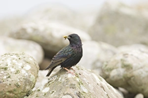 Starling Sturnus vulgarus with grub in bill to feed chicks UK summer Starling Sturnus vulgarus with grub in bill to feed chicks UK summer
