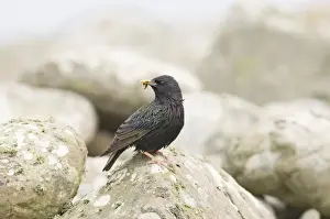 Starling Prints: Starling Sturnus vulgarus with grub in bill to feed chicks UK summer