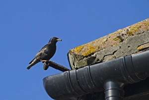 Starling Sturnus vulgarus at nest in eaves of house Norfolk summer Starling Sturnus vulgarus at nest in eaves of house Norfolk summer