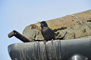 Starling Sturnus vulgarus singing from gutter of house Norfolk June Starling Sturnus vulgarus singing from gutter of house Norfolk June