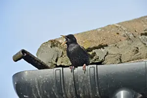 Sturnus Vulgarus Prints: Starling Sturnus vulgarus singing from gutter of house Norfolk June