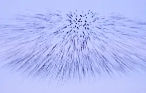 Flock Prints: Starlings Sturnus vulgaris flock arriving at roost Slimbridge Glos February
