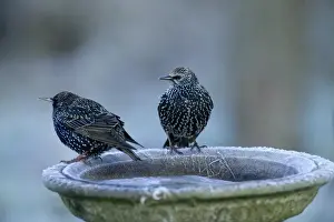Starling Prints: Starlings Sturnus vulgaris at frozen bird bath in garden Kent winter