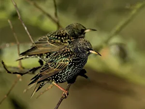 Starling Prints: Starlings Sturnus vulgaris in garden Kent winter