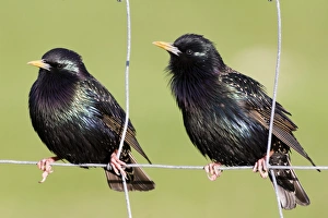 Starlings Sturnus vulgaris UK May
