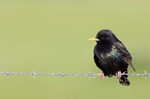 Starling Prints: Starlings Sturnus vulgaris UK May