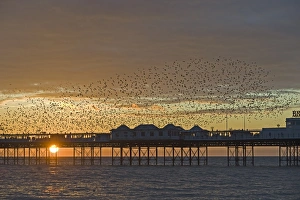 Starlings Sturnus vulgarus arriving at Brightons Palace Pier to roost Sussex January