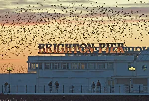 Starlings Sturnus vulgarus arriving at Brightons Palace Pier to roost Sussex January Starlings Sturnus vulgarus arriving at Brightons Palace Pier to roost Sussex January