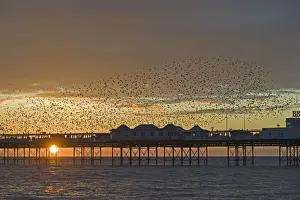 Starlings Sturnus vulgarus arriving at Brightons Palace Pier to roost Sussex January