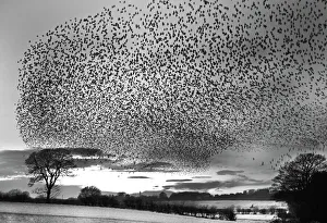 Starlings Sturnus vulgarus arriving at night time roost near Gretna Scotland December Starlings Sturnus vulgarus arriving at night time roost near Gretna Scotland December