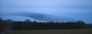 Starlings Sturnus vulgarus flying to roost near Gretna Scotland December
