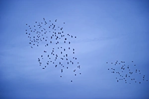 Starlings Sturnus vulgarus flying to roost near Gretna Scotland December