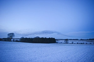 Starlings Sturnus vulgarus flying to roost near Gretna Scotland December