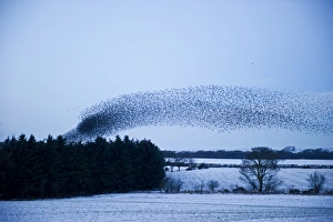 Starlings Sturnus vulgarus flying to roost near Gretna Scotland December