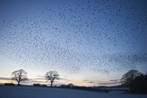 Starlings Sturnus vulgarus flying to roost near Gretna Scotland December