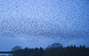 Starlings Sturnus vulgarus flying to roost near Gretna Scotland December