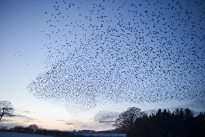 Starlings Sturnus vulgarus flying to roost near Gretna Scotland December