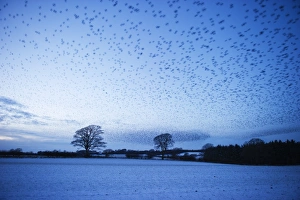 Starlings Sturnus vulgarus flying to roost near Gretna Scotland December