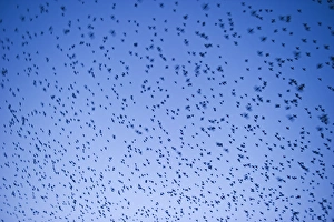 Starlings Sturnus vulgarus flying to roost near Gretna Scotland December