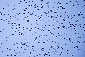 Starlings Sturnus vulgarus flying to roost near Gretna Scotland December