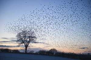 Starlings Sturnus vulgarus flying to roost near Gretna Scotland December