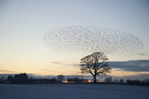 Starlings Sturnus vulgarus flying to roost near Gretna Scotland December