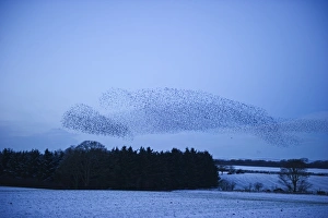 Starlings Sturnus vulgarus flying to roost near Gretna Scotland December