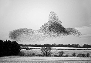 Starlings Sturnus vulgarus flying to roost near Gretna Scotland December