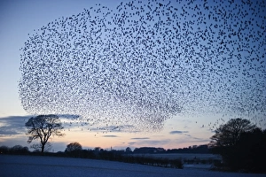 Starlings Sturnus vulgarus flying to roost near Gretna Scotland December
