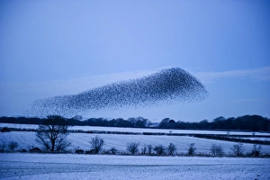 Starlings Sturnus vulgarus flying to roost near Gretna Scotland December