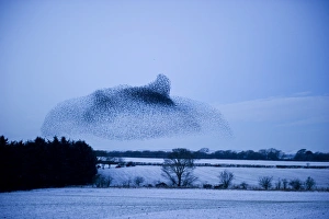 Starlings Sturnus vulgarus arriving at night time roost near Gretna Scotland December Starlings Sturnus vulgarus arriving at night time roost near Gretna Scotland December