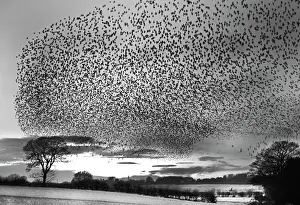 Starlings Sturnus vulgarus arriving at night time roost near Gretna Scotland December