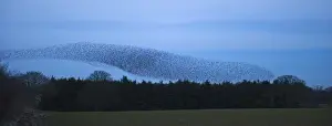 Starlings Sturnus vulgarus arriving at night time roost near Gretna Scotland December