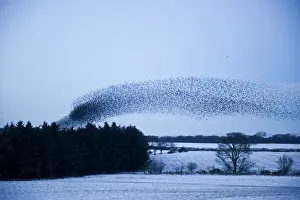 Starlings Sturnus vulgarus arriving at night time roost near Gretna Scotland December
