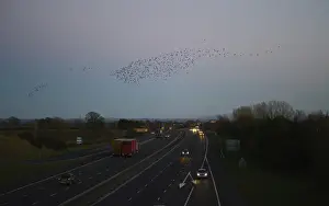 Starlings Sturnus vulgarus arriving at night time roost near Gretna Scotland December
