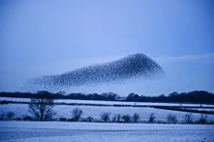 Starlings Sturnus vulgarus arriving at night time roost near Gretna Scotland December